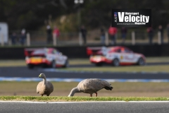 LR Geese 1 PI